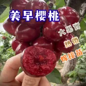 【美早櫻桃】嫁接苗 4吋盆🔥現貨熱銷🔥｜居家園藝 陽台果樹｜穩根出貨 櫻桃 櫻桃苗 水果苗 果樹苗 果樹盆栽 園藝