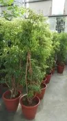 ╭＊田尾玫瑰園＊╯觀葉植物-(羽葉福祿桐)高4尺1800元/盆
