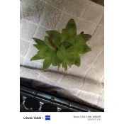 一吋盆（多肉谷）玉露錦