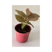 (店+)淡粉色合果芋 3寸盆 辦公室小品 小品盆栽 室內植物