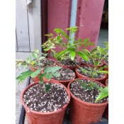 慕花坊 花椒（秦椒）苗 麻辣香料