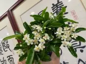 特殊少見的黃色果實狀元紅小品盆栽造型小巧漂亮都經過六年左右的培養很會開花結果時好種植的樹種便宜賣超商取貨免運費只有一盆