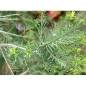 澳洲茶樹扦插無根現剪枝條 香草植物 香料植物，每枝長8公分以上，寬2mm以下，無根，裸株不帶介質無盆出售。．