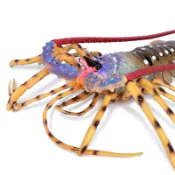 【臺灣出貨】仿真海洋生物龍蝦玩具螃蟹模型波士頓龍蝦大號澳洲龍蝦兒童男禮物