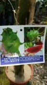 ╭＊田尾玫瑰園＊╯新品種水果苗-(青龍果)高30cm500元/株