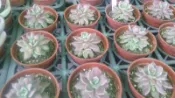 多肉植物 ** 印地卡 ** 3吋盆/高5-10cm 抒壓有趣觀賞好療癒【花花世界玫瑰園】OvO