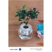 芙羅莉-水耕盆栽-西洋杜鵑