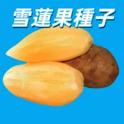 雪蓮果種子 菊薯種子  自家陽台盆栽 可食用 好種易活 清脆多汁 新鮮當季 栽種教學 豐產 蔬果植物