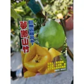 李家果苗 夢嘟山竹 夢都山竹 大果品種 4吋半盆 嫁接苗 高度40-60公分 特價1600元  特價1500元