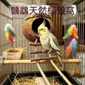 鳥用椰子窩 可掛籠鳥窩 天然椰殼睡窩 鳥籠懸掛睡窩  鸚鵡用品 鳥用品鳥房子虎皮珍珠文鳥窩椰殼鸚鵡窩大鳥巢椰殼鳥窩保暖防