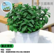 【防蚊植物】皺葉薄荷種子 香草盆栽 料理提味 觀賞綠化 台灣現貨 容易栽種 廚房香草 驅蟲植物