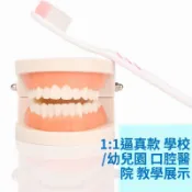 免運+臺灣出貨兒童早教刷牙模型兩倍大幼兒小孩口腔教學牙齒模型幼兒園教刷牙