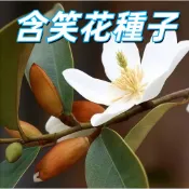 台灣現貨【含笑花種子】 香蕉花種子 香花植物 庭院盆栽 易種植 開花芳香 台灣花卉 室內外皆宜 園藝種子專賣