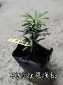 賀頂紅羅漢松【新中港花卉】植物