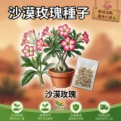 【現貨🌵沙漠玫瑰種子】隔日達 天寶花 耐旱植物 多肉植物 開花盆栽 室內盆栽 陽台花卉 觀賞盆景 懶人植物 療癒園藝