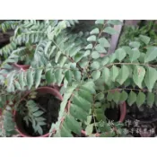 咖哩葉盆栽ใบหมุย(泰文)/Lá cà ri(越南語)/Daun Kari(印尼)