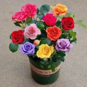 🌿玫瑰種子 庭院玫瑰花苗🌿四季開花植物 香氛花卉 切花材料 園藝造景 陽台庭院皆宜 花色多樣 贈禮盆栽 花卉種子
