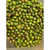 羅漢松新鮮種子，$800