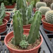 多肉植物／仙人掌　桃太郎（三吋盆）