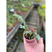 白鵬 杜松｜3吋盆/苖植袋～扦插苗木⋯