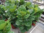 ╭＊田尾玫瑰園＊╯觀葉植物-(琴葉榕)高2尺500元