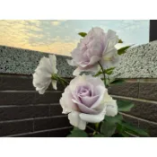迷霧紫 Misty Purple 玫瑰花 藍紫色 4吋 小苗 日本青山控根盆  香爆 香爆啦