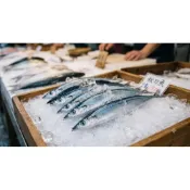 (店+)【蝦鮮生蟹小姐】秋刀魚 -整箱 多規格 
