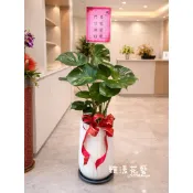 （台中市免運）落地款水泥盆龜背芋電信蘭室內植物觀葉植物開店誌喜 新居落成送禮首選蘭花金錢樹開運竹風水種植盆栽植物室內景觀
