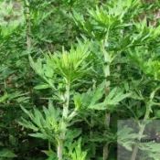 艾葉種子 超低價 四季種植 艾草種子 野生艾草種子 驅蚊艾草種子 盆栽庭院陽臺艾草種子 多年生