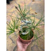 日本三河 黑松 ～已上鋁線塑型精品小品盆栽～3.5寸⋯