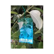 (店+)花森好市-香草植物**台灣原生種土肉桂**4吋黑軟盆/高5-10cm/葉可製精油/(圖二 為目前貨況圖)