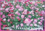 ~ 郵雅~東京都交通局 波斯菊舊車卡