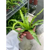 霏霏園藝卷卷葉山蘇苗一棵特價70元