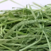 多種口味輪換餵食牧草 提摩西一割二割苜蓿燕麥草 甜小麥百慕達草 豐富飲食不單調 避免小寵長期吃同一種厭食