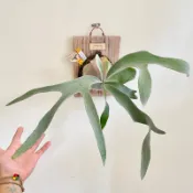 【白色戀人鹿角蕨】2吋盆苗(特白) 🌿 P.Omo🌿鹿角蕨森林🌿鹿角蕨上板🌿爪哇🌿深綠🌿白鹿🌿