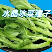 水晶冰菜種子 冰花種子 非洲冰草 多肉植物 可食用蔬菜 陽台盆栽 家庭種植 新鮮種子 附種植說明 耐旱好養