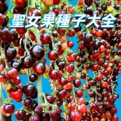 【聖女果種子大全】櫻桃番茄 陽台盆栽 家庭種植 夏季蔬菜 四季可種 高發芽率 新手推薦 自種安全 聖女果 日本桃太郎
