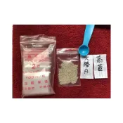 (店+)大陸妹種子 2.5ml  萵苣 A菜 蟲害少