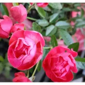 玫森 露絲塔 紅色 粉色 白色 玫瑰花  玫瑰苗4吋盆觀花植物