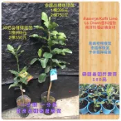 泰國檸檬葉苗栽5吋盆/平台最殺價ใบมะนาว 馬蜂橙＾泰國檸檬葉＾卡菲爾萊姆