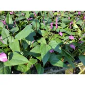 李家果苗 紫色火鶴花 紫火鶴 3吋盆 小品 觀葉植物 高度12公分 特價50元