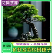 💗台灣現貨💗 各款松樹種子 黑松種子 松樹種子 大阪松 五葉松 那須五葉松 多款松樹種子 價格超低