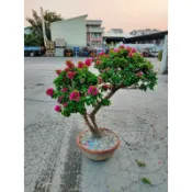 霏霏園藝九重葛頭3-4公分盆栽每棵特價3000元原價3800元要什麼型麻煩要著名