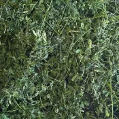 【青青草原寵物館】豚鼠愛吃混合牧草 過篩 美國提摩西一割 二割 百幕達 苜蓿 澳洲燕麥草 甜小麥 兔子龍貓荷蘭豬