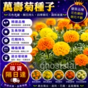 現貨🔥萬壽菊種子（50粒）四季開花 發芽率高 易養活 菊花種子 花卉種子 耐寒耐熱 觀賞花卉 庭院陽台盆栽種子