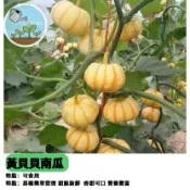 紅皮栗子南瓜種子 迷你貝貝南瓜 東昇一品種 家庭菜園 陽台盆栽 有機栽培 可觀賞採收 果實小巧香甜 新手友善好種植