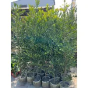 竹柏 針柏 龍柏 柏類 最好種的綠化圍籬 圍籬 矮牆 景觀設計 日式餐廳