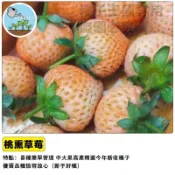 桃薰草莓 日本白草莓 桃太郎草莓 蜜桃草莓 白寶石草莓 淡雪草莓 台灣現貨 草莓苗 盆栽 陽台種植 香氣濃郁 四季可種