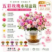 隔日達 新手好養水培玫瑰 玫瑰花植株 種苗玫瑰花苗鮮花 開花植物 易活好種 四季開花  一株多色 室內外庭院綠植玫瑰花