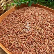幸福糧行·紅糙米600g·台灣糙米·一斤裝